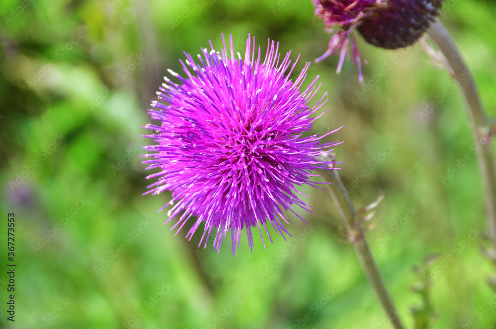 Cirsium maackii Maxim. (family Asteraceae), Blooming Thistle Maak in the bay of Akhlestyshev on the island of Russian. Russia, Vladivostok Cirsium maackii Maxim. (family Asteraceae), Blooming Thistle Maak in the bay of Akhlestyshev on the island of Russian. Russia, Vladivostok