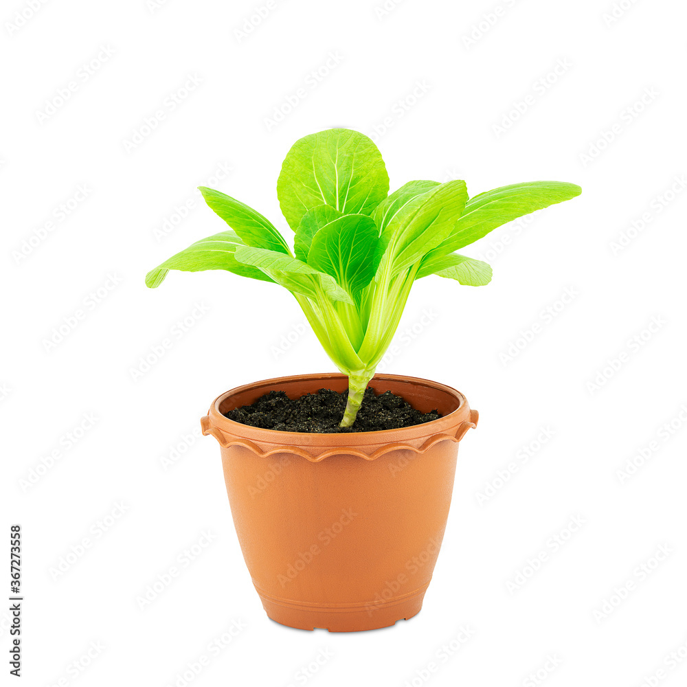 Fresh green seedling lettuce in flower pot isolated on white background with clipping path Fresh green seedling lettuce in flower pot isolated on white background with clipping path