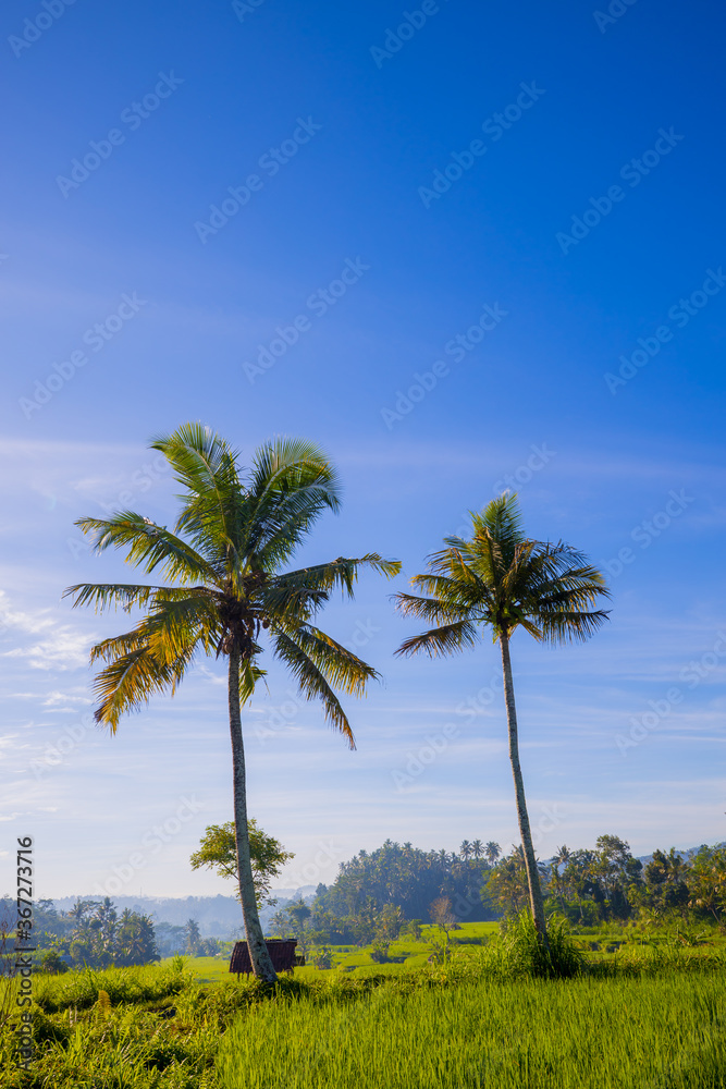Tropical landscape. Two palm trees surrounded by rice fields. Sunrise in Bali, Indonesia. Vertical layout. Copy space.