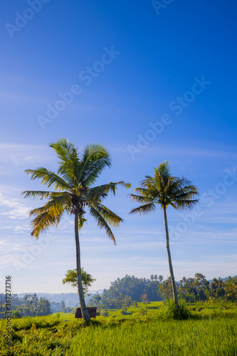 Tropical landscape. Two palm trees surrounded by rice fields. Sunrise in Bali, Indonesia. Vertical layout. Copy space. © Olga
