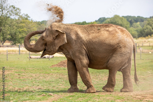 An elephant cleaning itself with dirt