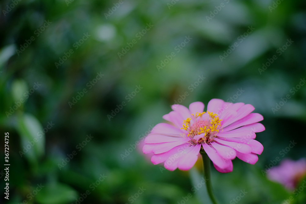 Obraz premium pink cosmos flower