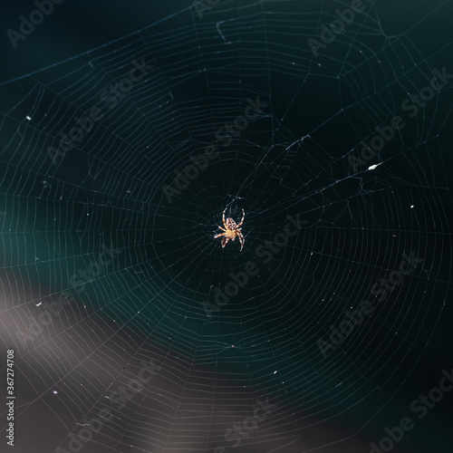 The spider sits on a web against a dark background.