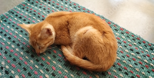 kitten sleeping on the sheet