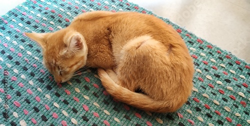 kitten sleeping on the sheet