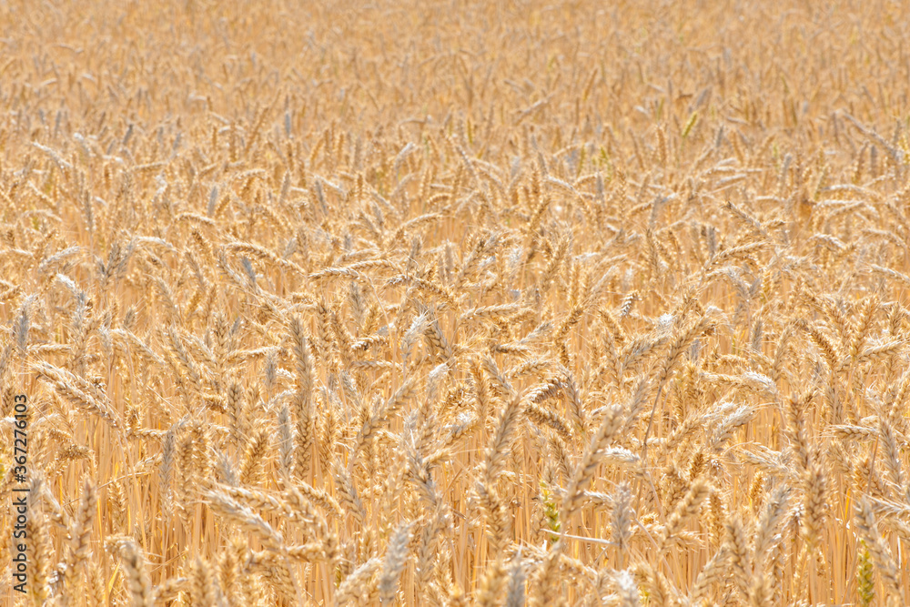 spikelets of ripe wheat in the field golden background spikelets of ripe wheat in the field golden background
