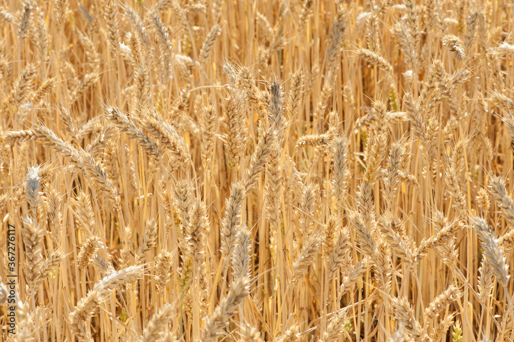 spikelets of ripe wheat in the field golden background close-up
spikelets of ripe wheat in the field golden background close-up