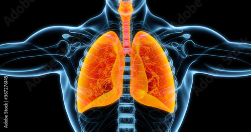 Human lungs medical illustration showing infected lungs in bright orange. 3D illustration