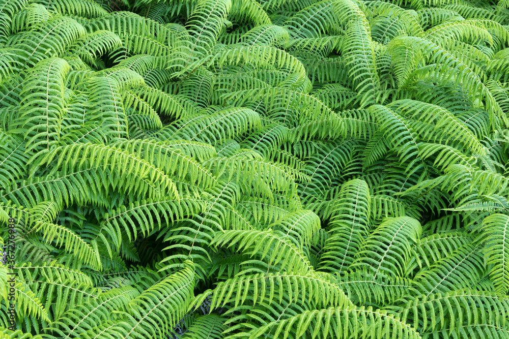 fern leaves texture