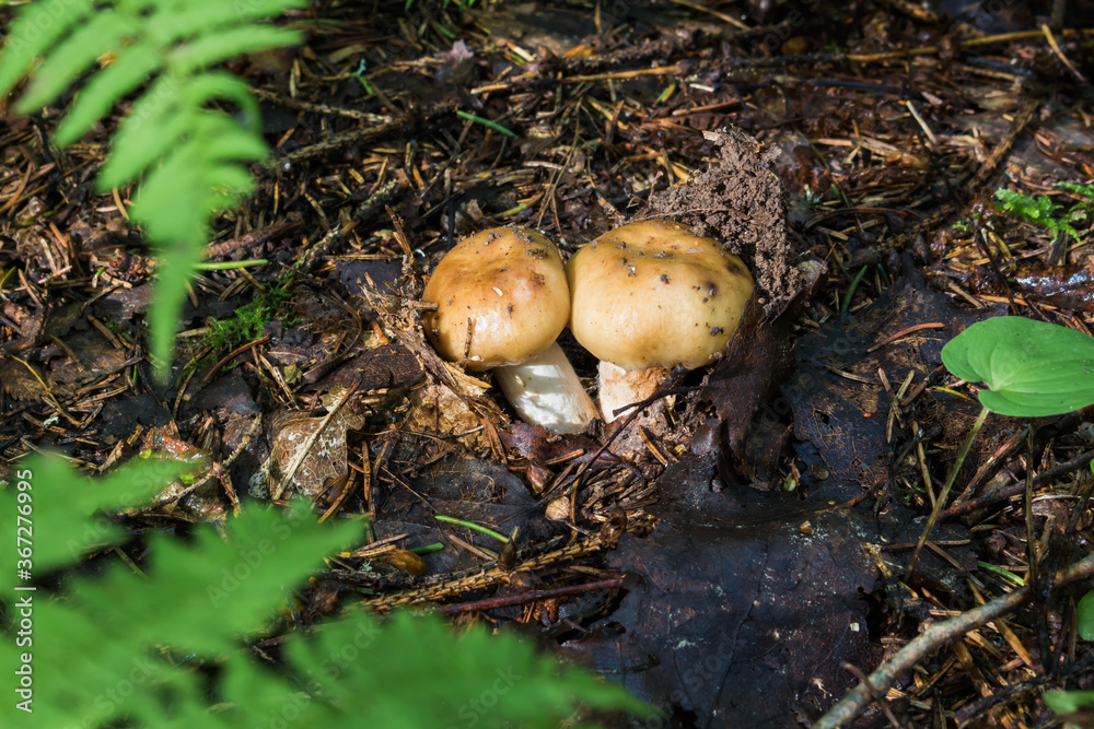 Mushrooms in the forest early in the morning
Mushrooms in the forest early in the morning
