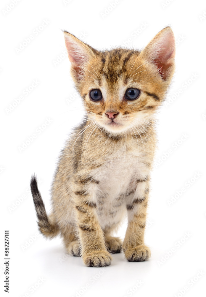 Fototapeta premium Kitten on white background.