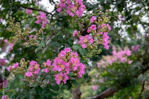 ピンクのサルスベリの花／Lagerstroemia indica
