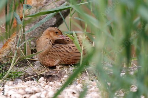 Corncrake