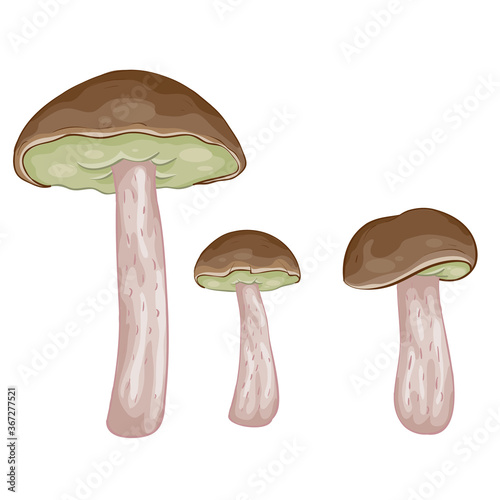 set of three boletus mushrooms, cartoon illustration, isolated object on white background, vector illustration,