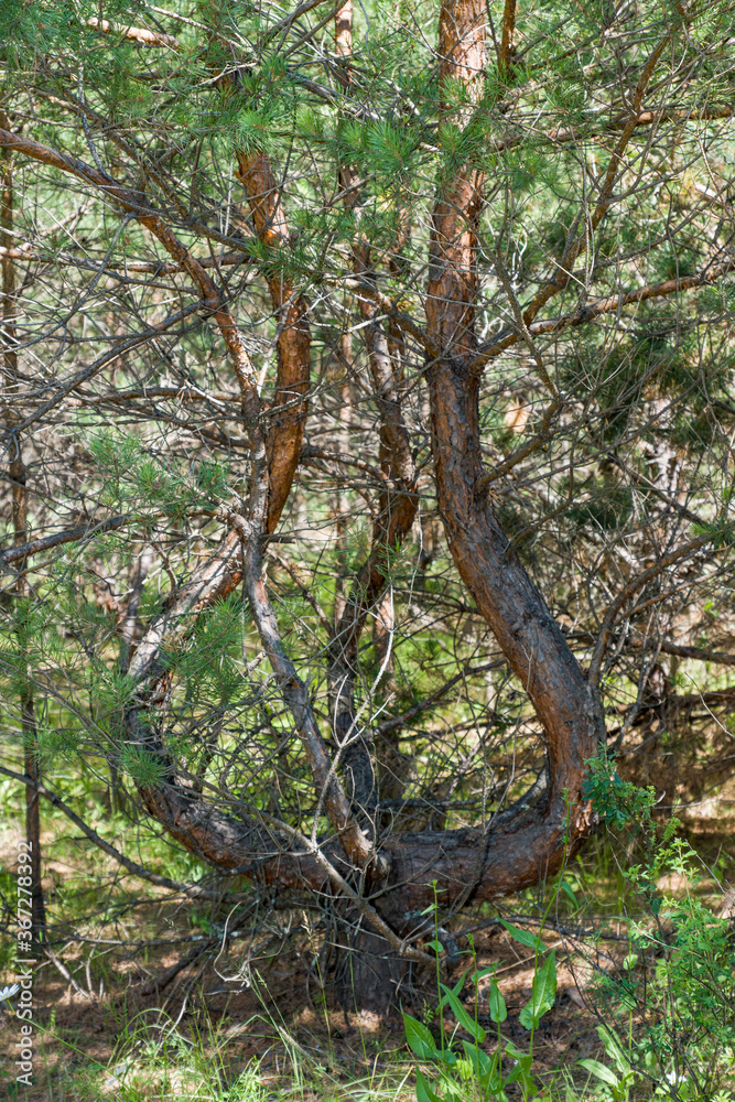 Fototapeta premium summer, day, nature, landscape, forest, trees, clearing, vegetation, unusual, pine, curved, trunk, light, shadow, beauty