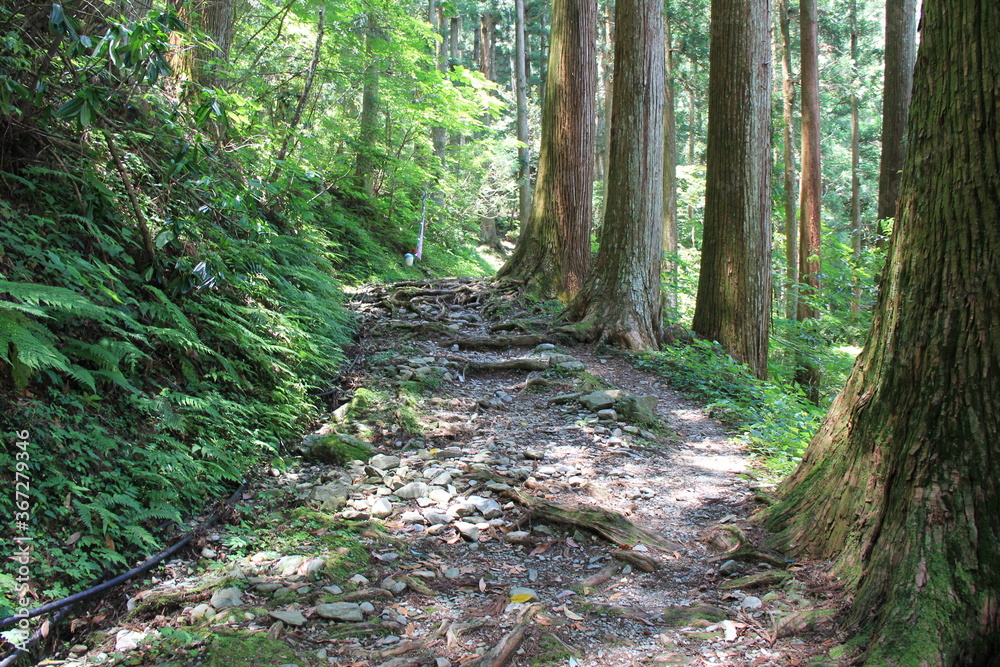 Obraz premium 木々の合間に出来た狭い山道