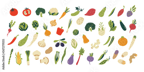Vegetables graphic collection. Greens, salads, herbs vector illustration.