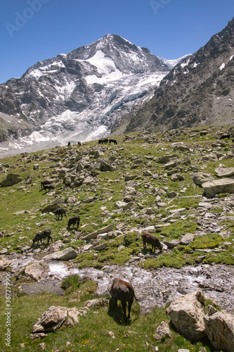 Herd of cows on the alpine pasture in the swiss alps, drinking from the stream, with a snowy peak in the distance and a high mountain glacier
