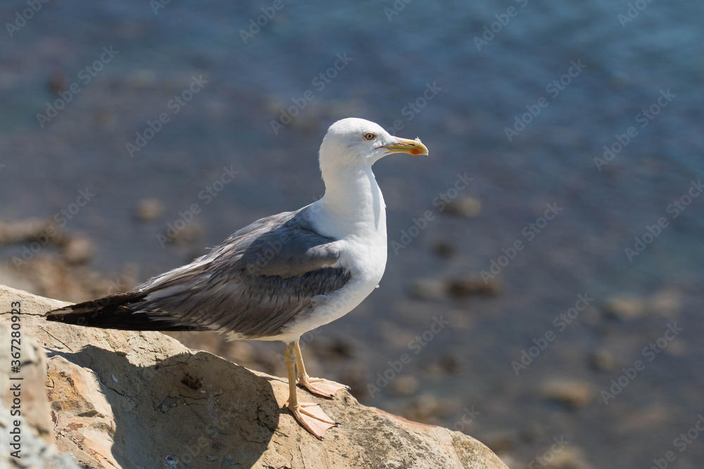 
bird seagull on the stones of the sea coast