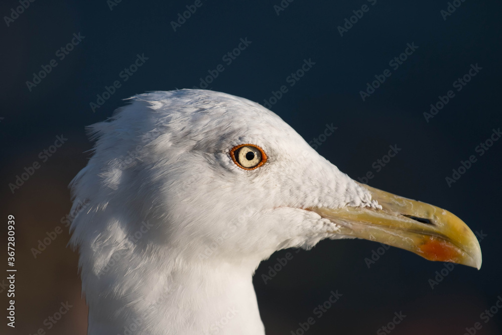 bird seagull on the stones of the sea coast
bird seagull on the stones of the sea coast