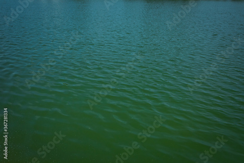 Surface and texture of water in small lake . Background of the surface of the water . Pattern water texture in lake with lighting in eveing. shallow depth of field . Artificial lake in the park .