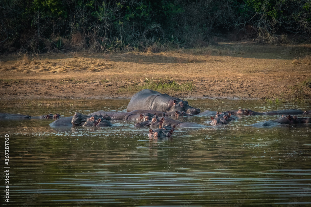 A bloat of hippos in Ihema lake in Akagera National Park, Rwanda A bloat of hippos in Ihema lake in Akagera National Park, Rwanda
