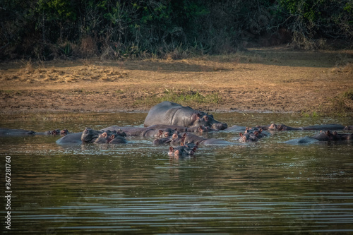 A bloat of hippos in Ihema lake in Akagera National Park, Rwanda photo