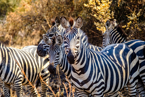 Fotografie Zeal of zebras in Akagera National Park, Rwanda