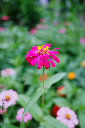 pink cosmos flower