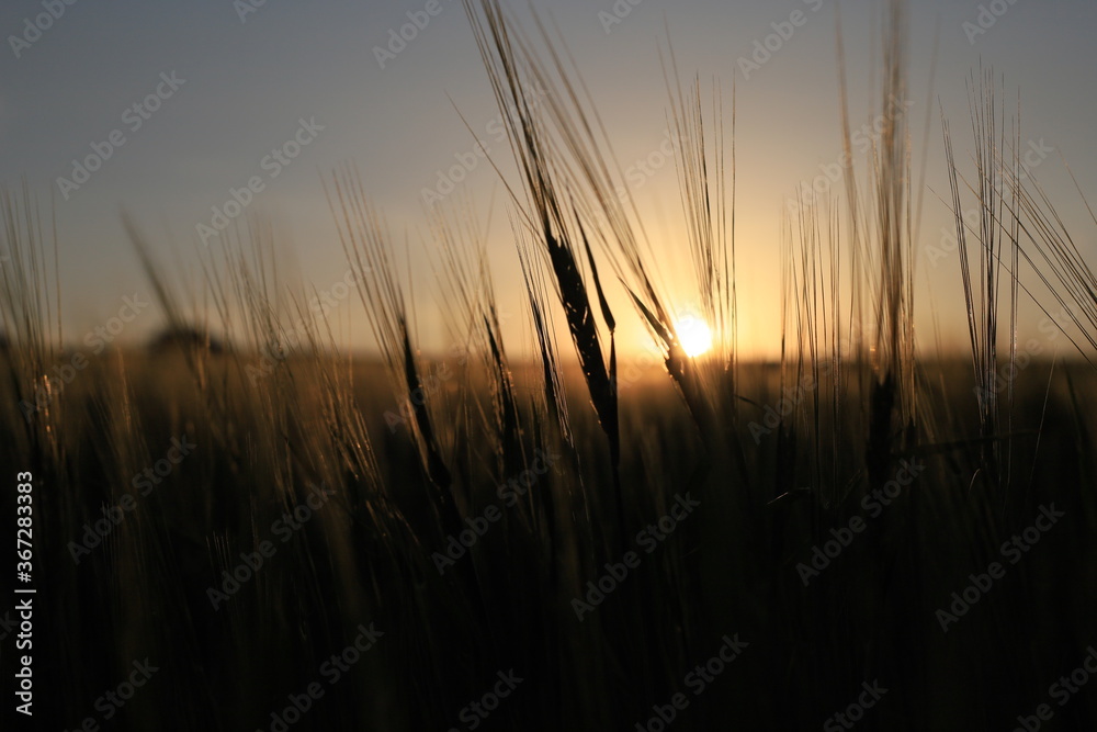 wheat field at sunset