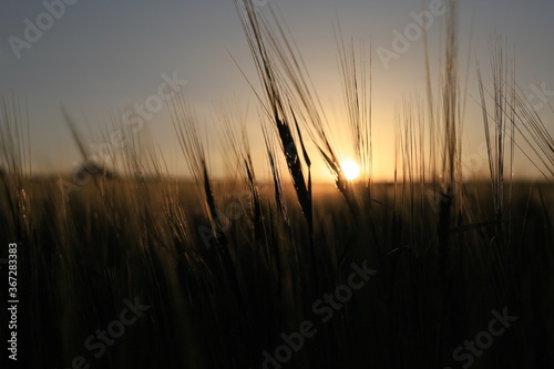 wheat field at sunset