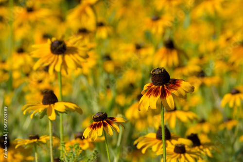 sunny field