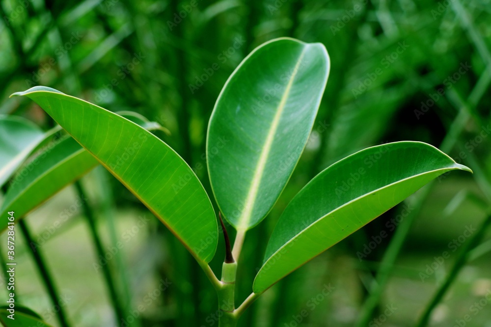 Obraz premium Green Leaf