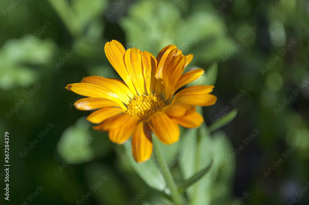 Obraz premium Calendula