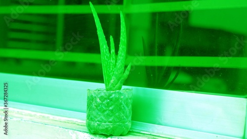 Aloe Vera in a pot