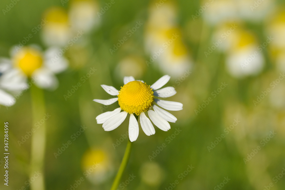 Chamomile. Chamomile field in bloom, Chamomile flowers on a meadow close -up