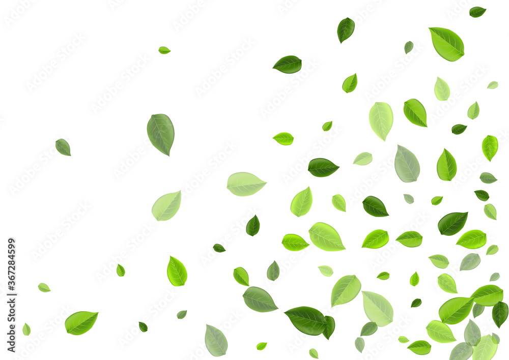 Olive Greens Fly Vector Plant. Realistic Foliage Olive Greens Fly Vector Plant. Realistic Foliage