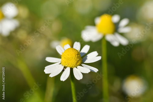 Chamomile. Chamomile field in bloom  Chamomile flowers on a meadow close -up