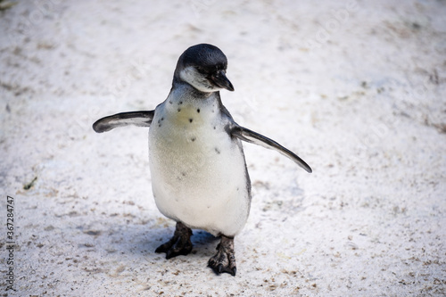 Humboldt penguin aka Spheniscus humboldti is a South American penguin living mainly in the Pinguino de Humbold National Reserve in the North of Chile photo