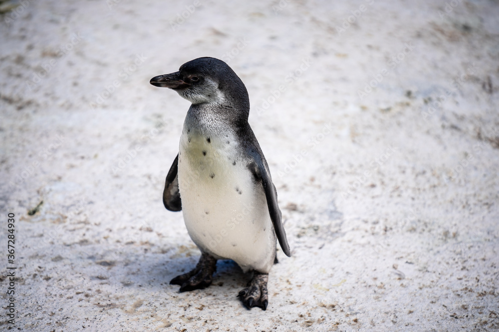 Naklejka premium Humboldt penguin aka Spheniscus humboldti is a South American penguin living mainly in the Pinguino de Humbold National Reserve in the North of Chile