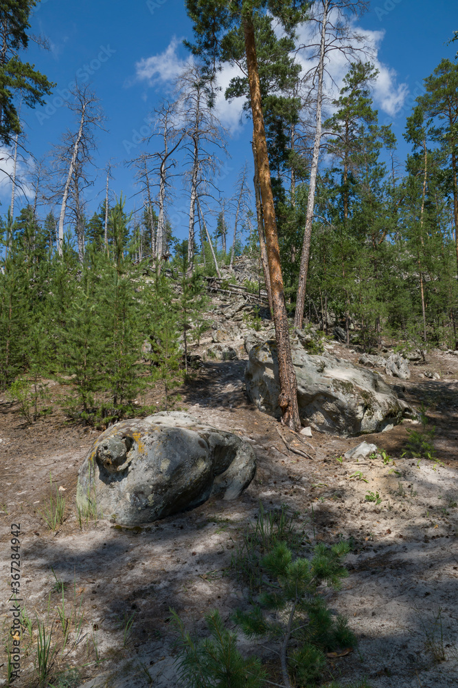 summer, day, walk, nature, sky, clouds, space, height, distance, forest, trees, pines, green, crowns, foliage, grass, elevation, slopes, earth, shapeless, stone, boulders, blocks, moss, light, shadow