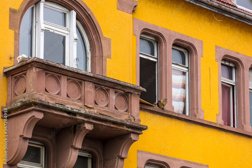 Obraz premium Katze im Fenster