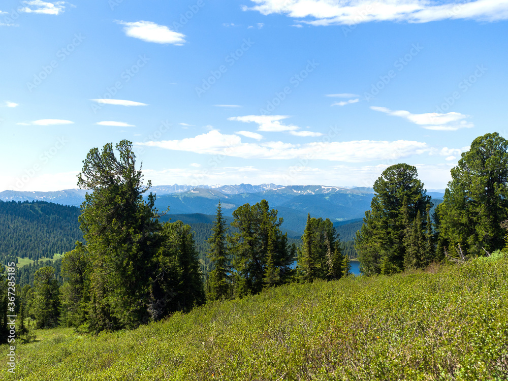 Cedars and firs in coniferous wild forests. Sunny day in the taiga Cedars and firs in coniferous wild forests. Sunny day in the taiga