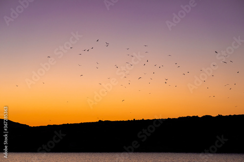 Flock of birds migrating on picturesque orange and purple sky after sunset, seen in a bay on Rineja Island during summer, Greece.