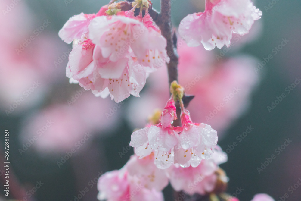 Obraz premium 桜の花