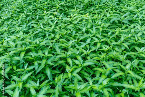 Polygonum persicaria. Redshank plants. Órbigo River, León, Spain. photo