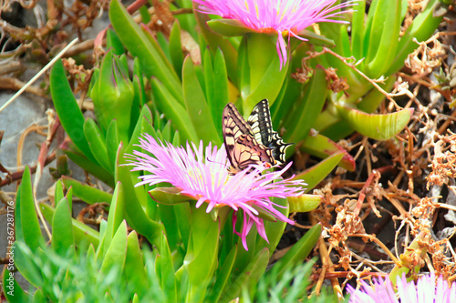 Foto beautiful swallowtail butterfly on a purple flower