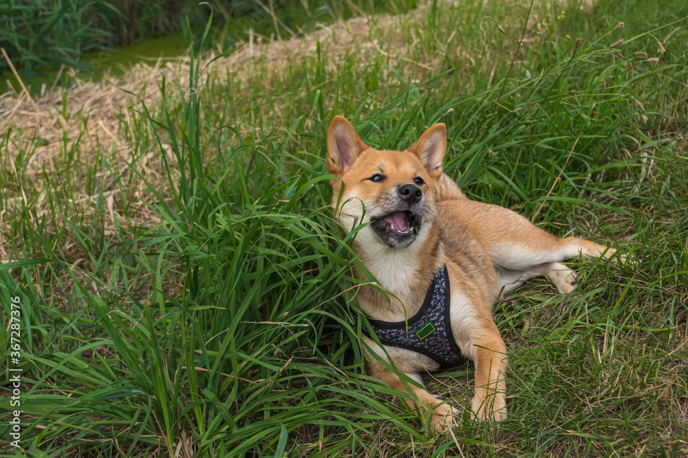 ein junger japanischer Shiba Inu Hund im Gras