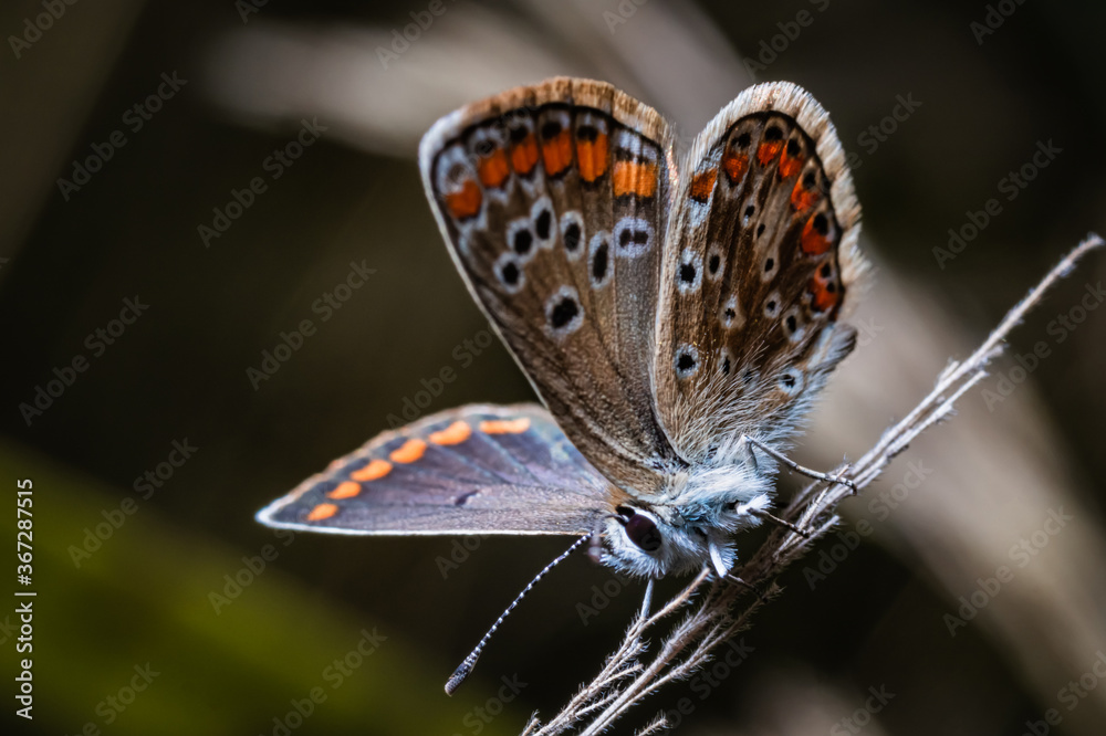 Obraz premium The brown argus