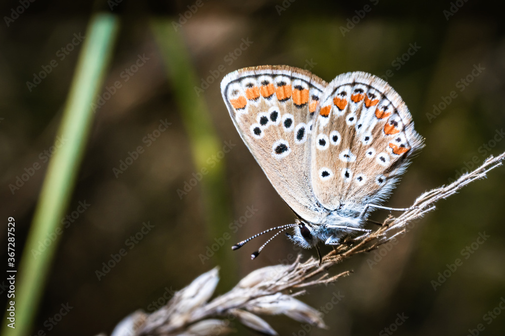 Obraz premium The brown argus